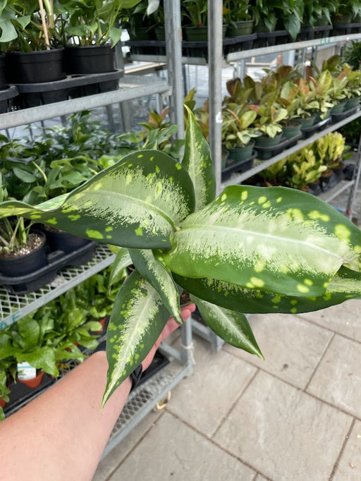 Dieffenbachia Panther