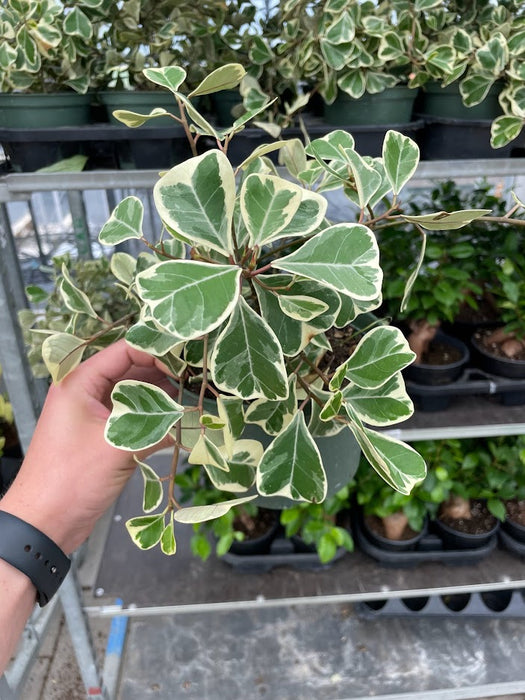 Ficus Triangularis variegated