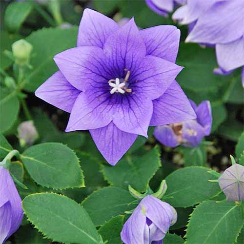 Seed Packets, Balloon Flower.
