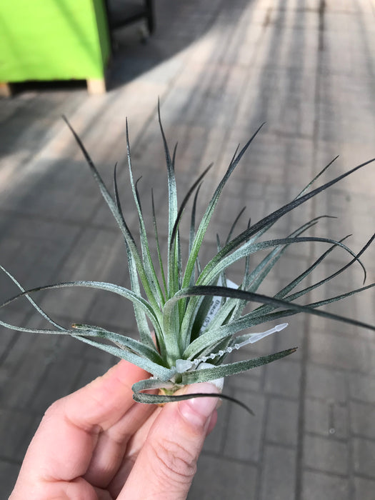 Air Plant - $9.99