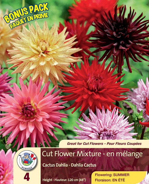Dahlia - Cactus Cut Mix Bonus Pack