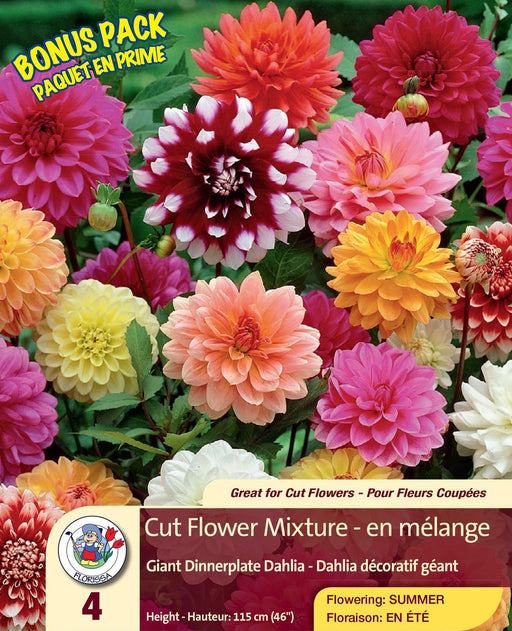 Dahlia - Dinnerplate Mix Bonus Pack