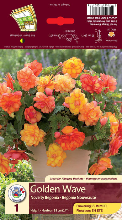 Begonia Novelty
