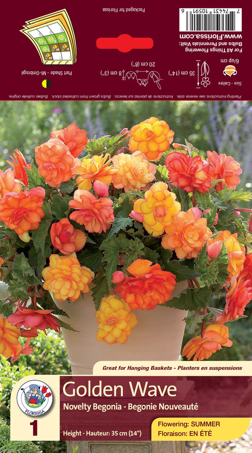 Begonia Novelty