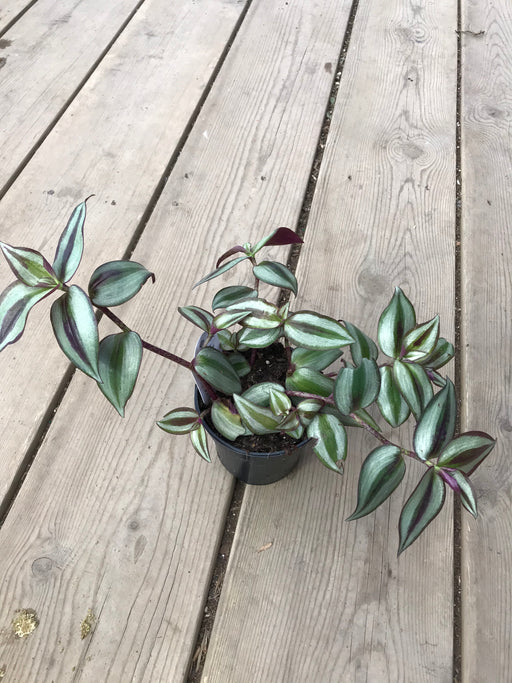 Tradescantia (Wandering Jews/dudes) Purple