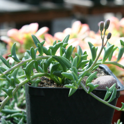 String of Dolphins Succulents