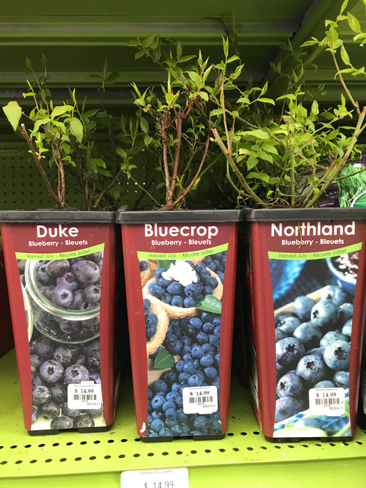 Blueberry Plant