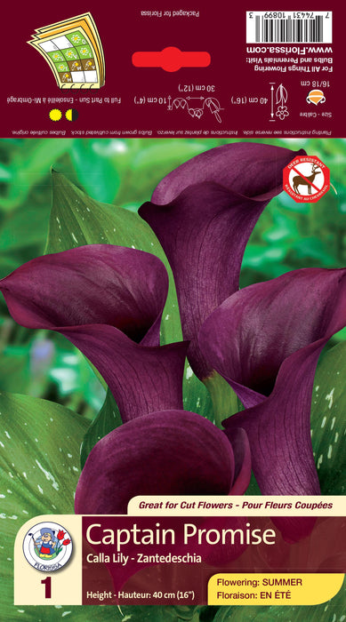 Calla Lily - Captain Promise