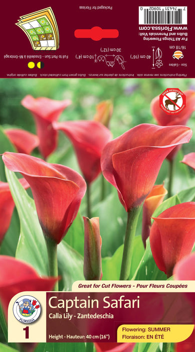 Calla Lily - Captain Safari