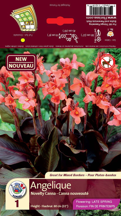 Canna Novelty - Angelique