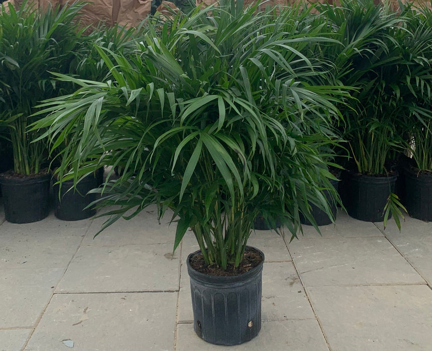 Cat Palm 10"