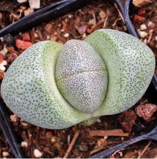 Split Rock - Pleiospilos 2”