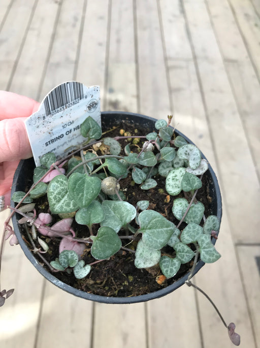 String of Hearts