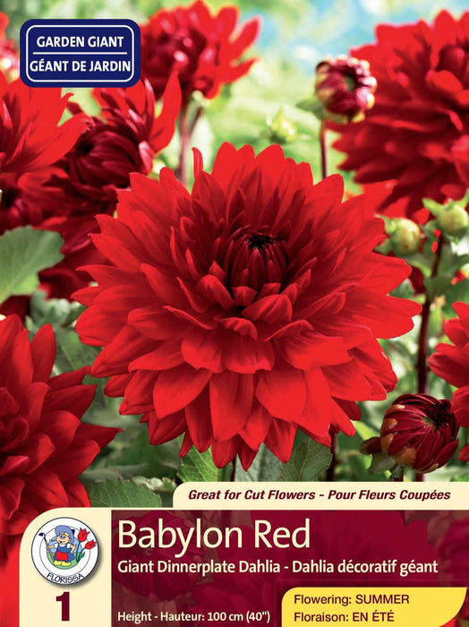 Dahlia - Dinnerplate - Babylon Red