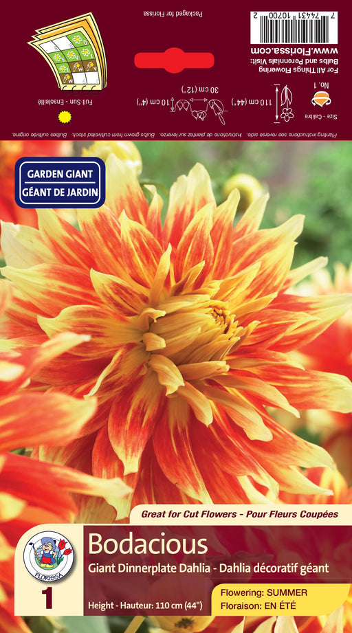 Dahlia Dinnerplate Giant