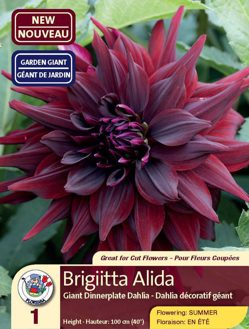 Dahlia - Dinnerplate - Brigitta Alida