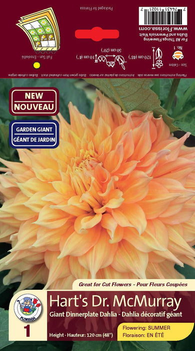 Dahlia - Dinnerplate - Hart's Dr. McMurray