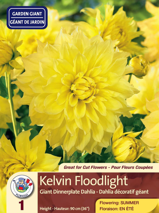 Dahlia - Dinnerplate - Kelvin Floodlight