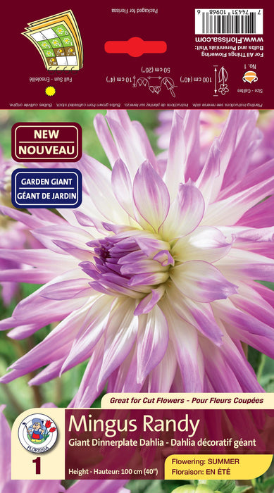 Dahlia - Dinnerplate - Mingus Randy