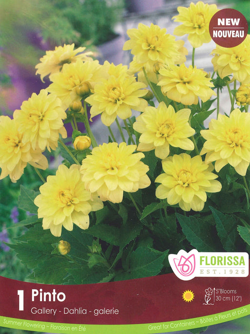 Dahlia - Gallery Pinto