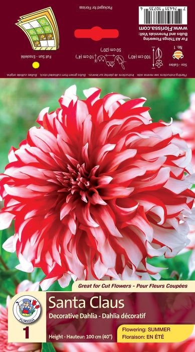 Dahlia - Santa Claus