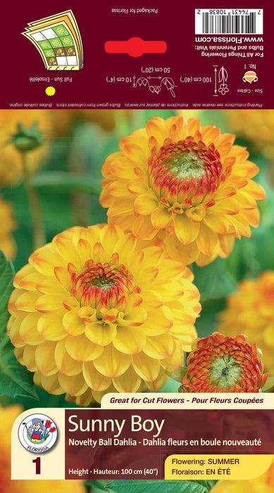 Dahlia - Ball - Sunny Boy