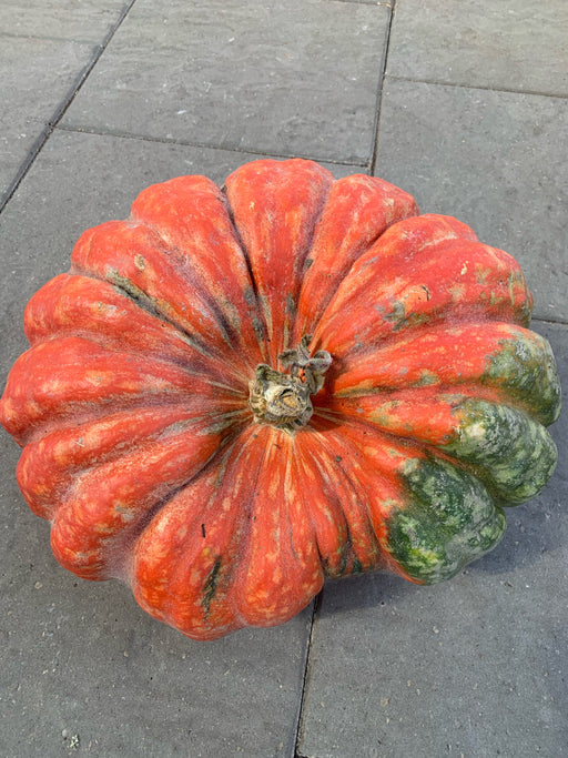 Pumpkin Cinderella Novelty