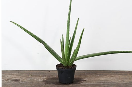 Aloe Vera Plant