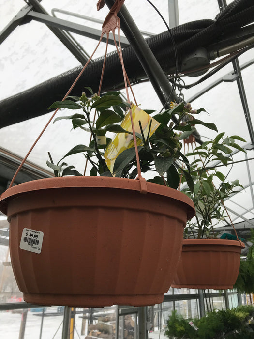 Citrus Hanging Basket