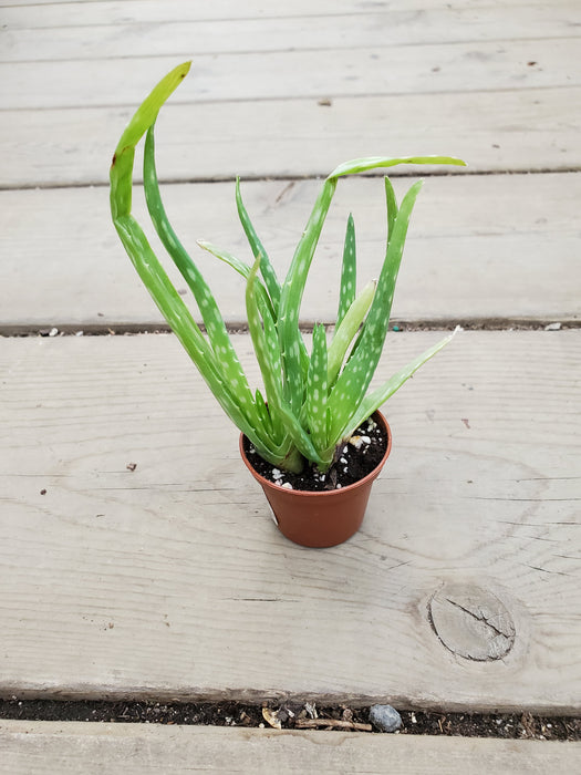 Aloe Vera Plant