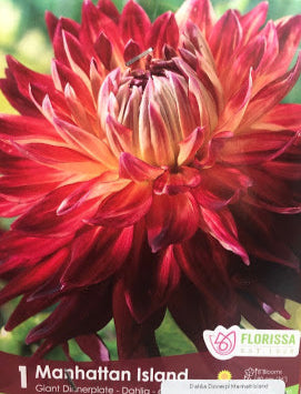 Dahlia - Dinnerplate - Manhattan Island