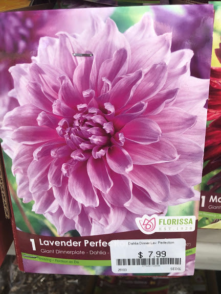 Dahlia Giant Dinner Plate Lavender Perfection