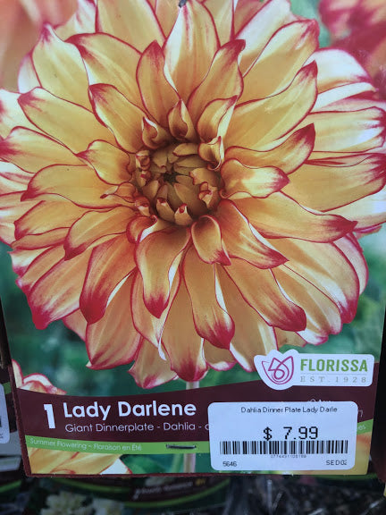 Dahlia Dinner Plate  Lady Darlene