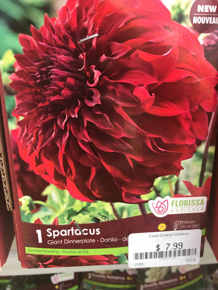 Dahlia Dinner Plate Spartacus