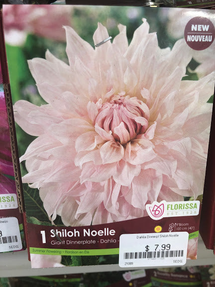 Dahlia Dinner Plate Shiloh Noelle