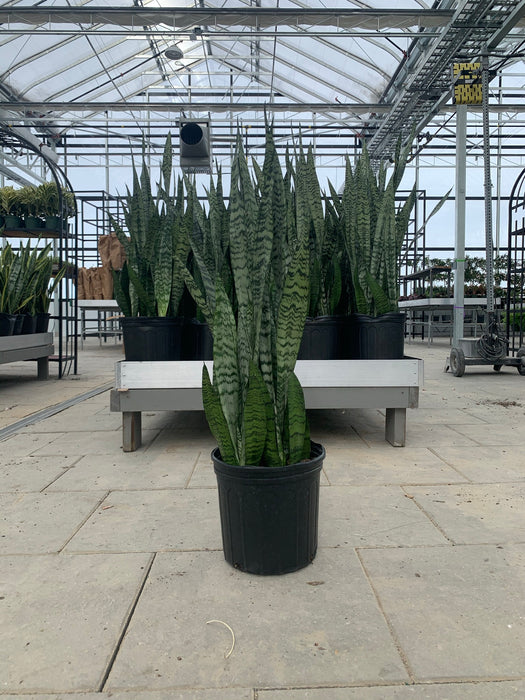 Sanseveria - Snake Plant- Zeylinica
