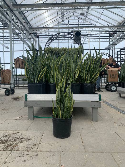 Sanseveria - Snake Plant-Futura superba