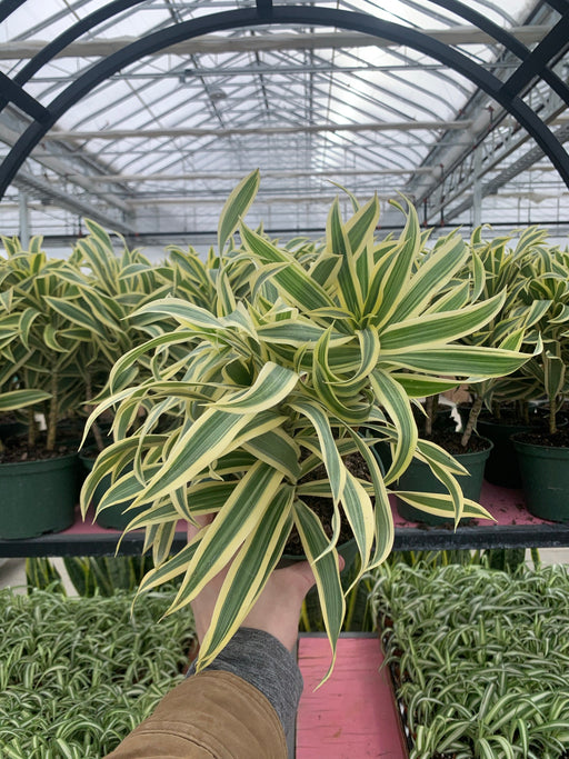 Dracaena Reflexa - 'Song of India'