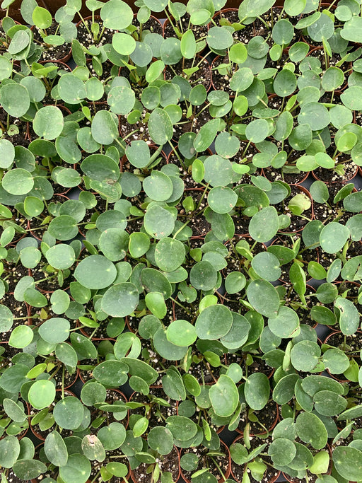 Pilea Pepermioidies (Chinese Money Plant)