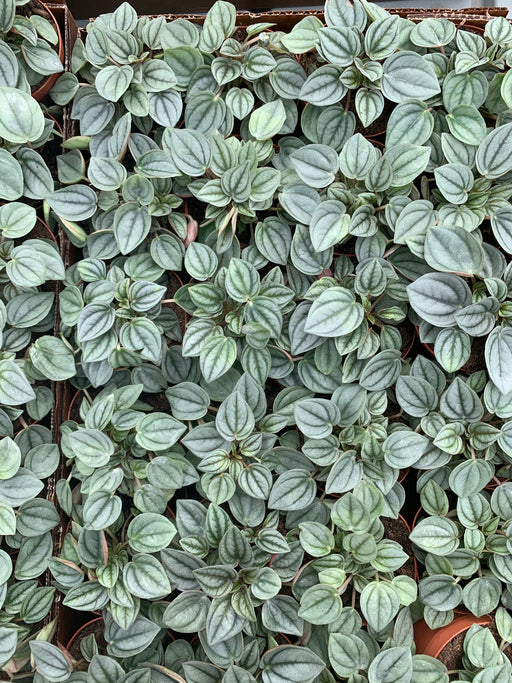 Peperomia Napoli Nights