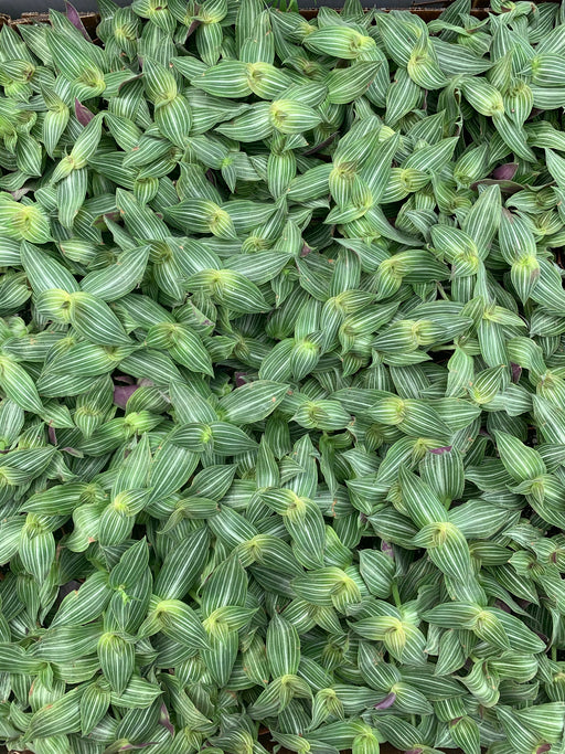Tradescantia Elegans