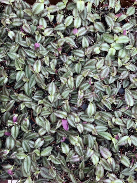 Tradescantia (Wandering Jews/dudes) Purple