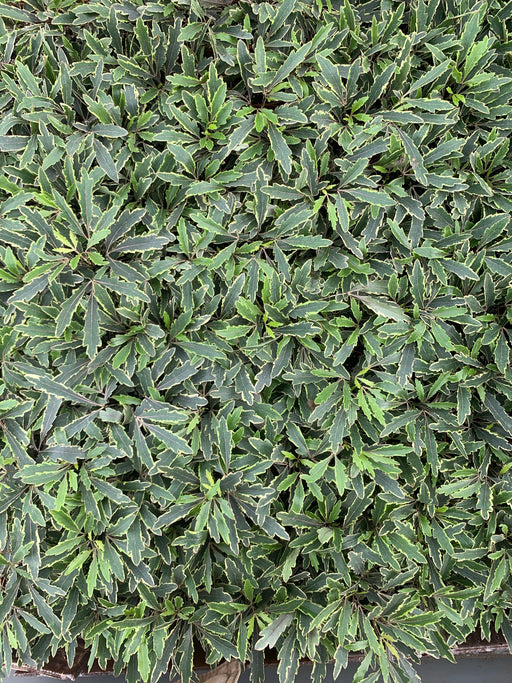 Variegated False Aralia