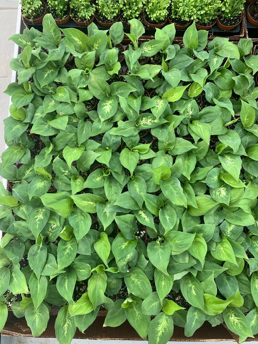 Dieffenbachia Compacta