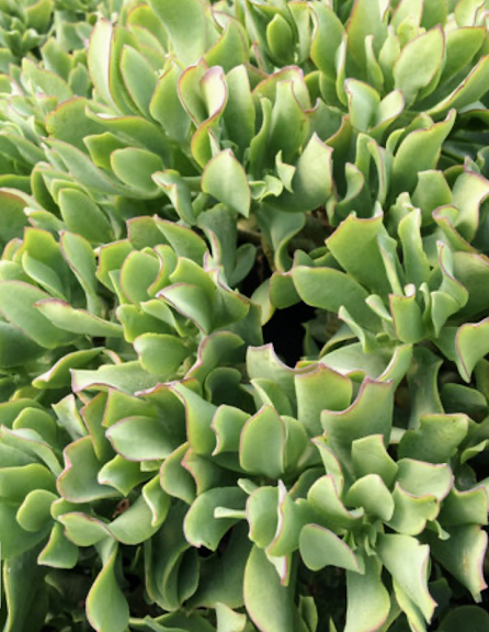 Succulents Plants - Jades #22798