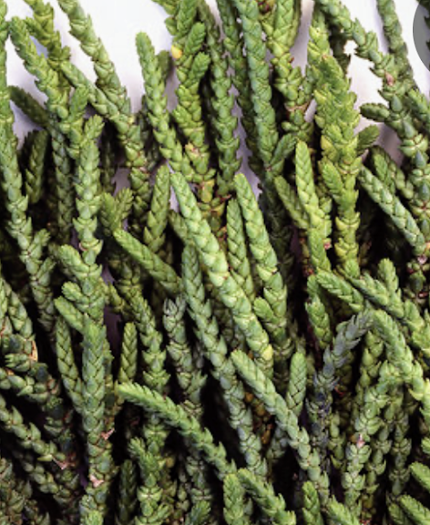 Succulents Plants - Jades #22798
