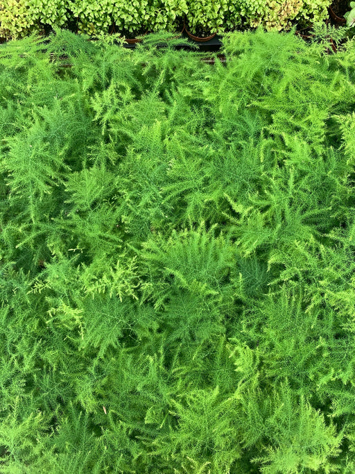 Fern- Asparagus.