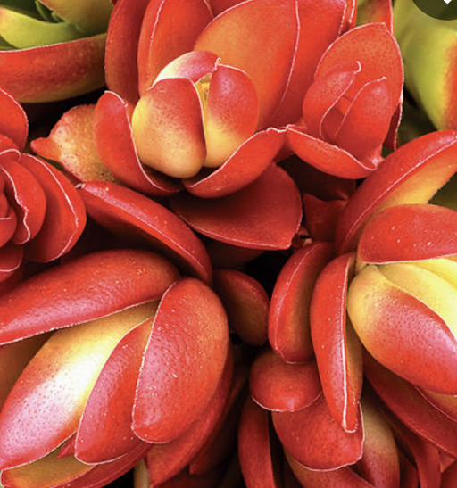 Succulents Plants - Jades #22798