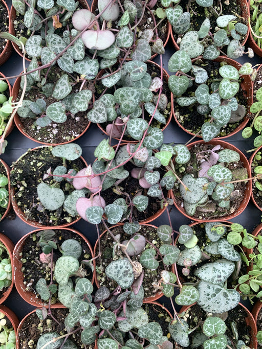 String of Hearts