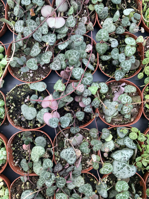 String of Hearts